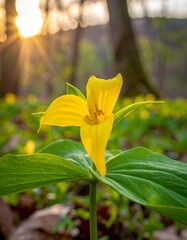 Bright yellow flower in a forest at sunset