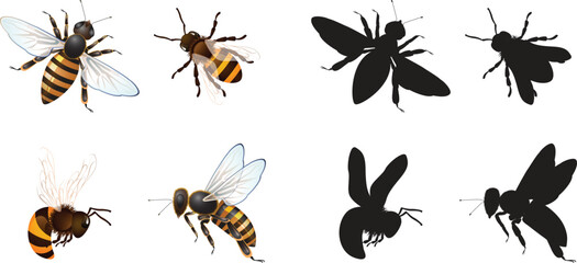 Colorful Bees with Matching Silhouettes Educational Insect Matching Game Vector