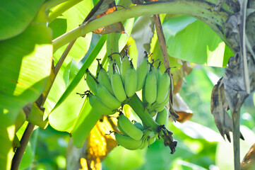 banana or banana plant, banana tree or Banana blossom