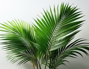 Obraz premium lush green palm plant with vibrant fronds on white background