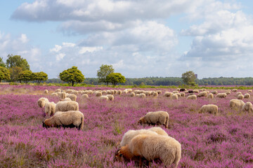 Fototapeta premium A flock of sheep (Drenthe Heath) walking and nibbling grass in between the flowering Calluna vulgaris, Heide, Heather or Ling is in the genus family of Ericaceae, Bussumerheide, Hilversum, Netherlands