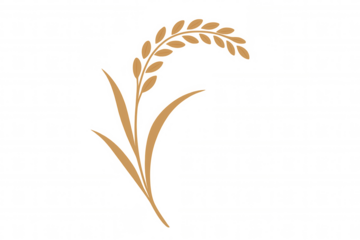 Rice plant with grain, growing cereal crop, agriculture harvest, staple food ingredient vector illustration