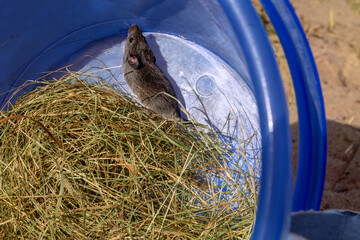 Wild mouse sitting in blue bucket with hay. Pest control and animal relocation concept. Rodent being released to nature.