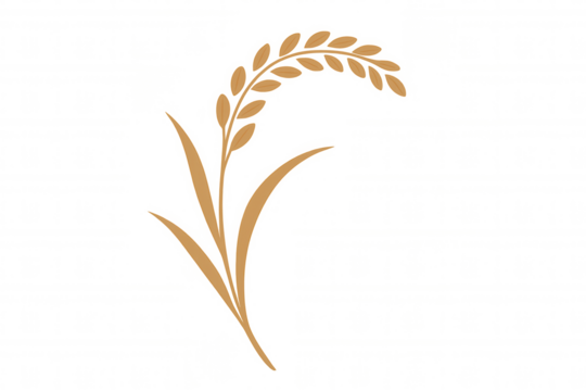 Rice plant with grain, growing cereal crop, agriculture harvest, staple food ingredient vector illustration