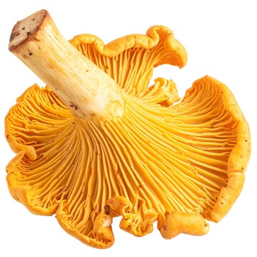 Bright yellow mushroom, top view