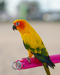 sun conure parrot free flying bird