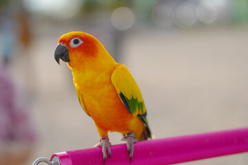 sun conure parrot free flying bird