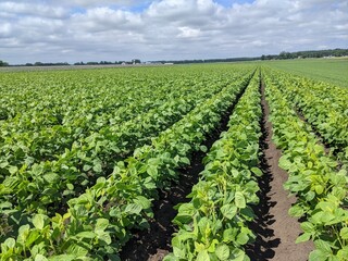 北海道の畑