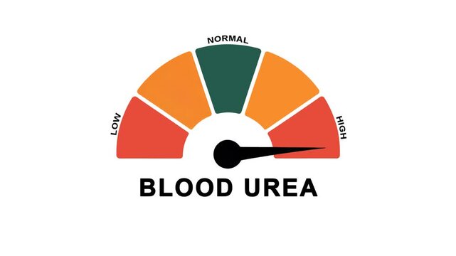 Animated blood urea level meter moving from high level to normal level, ideal for concepts related to kidney function, renal health, and medical diagnostics