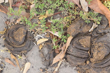Cocô de vaca, estrume de gado, esterco de animal no chão
