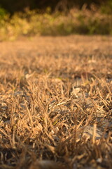 Paisagem seca do sertão, capim seco visto de perto, chão no periodo de seca e estiagem