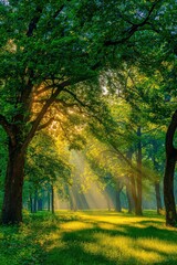 Sunlight Filtering Through Trees in Forest