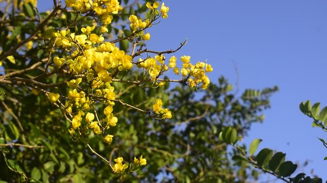 Flores amarelas da catingueira em meio a folhas verdes no sert&atilde;o nordestino, desabrochar da primavera