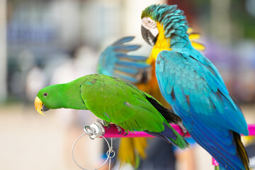 moluccan eclectus parrot free flying bird