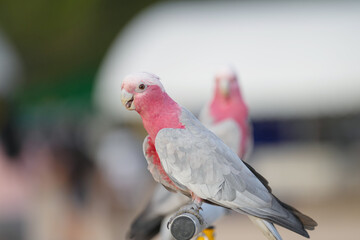 cockatoo Galah parrot on a branch parrot free flying bird .