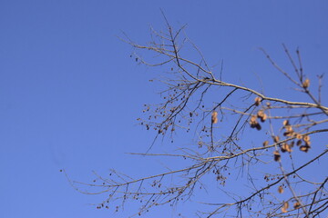 Galhos secos com folhas marrons de outono em céu azul limpo durante o dia