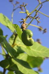 Semente do fruto do caju ainda verde no galho, cajueiro com castanha esverdeada