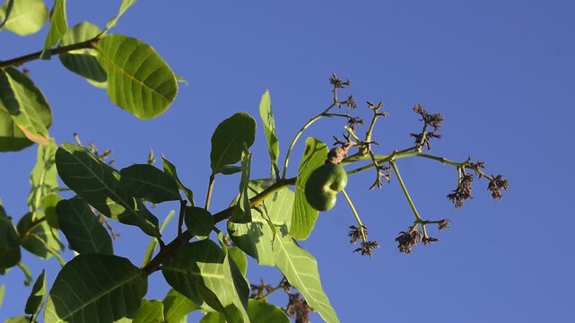 Galho de cajueiro com uma semente do caju verde, plantio de caju na caatinga 