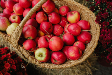 Basket of ripe red and yellow apples with chrysanthemums and straw
