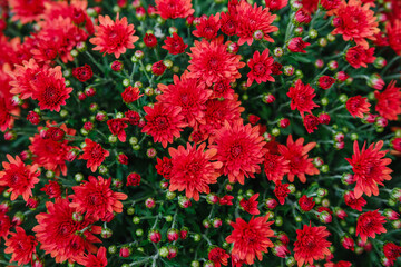Bright red chrysanthemums bloom with green leaves and buds in natural outdoor garden detail.