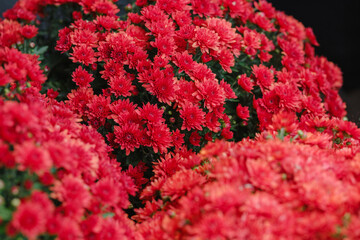 Bright red mum chrysanthemum flowers blooming densely in garden close up detail