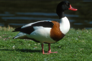 Tadorne de Belon,Tadorna tadorna, Common Shelduck