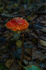 Fly agaric mushroom (Amanita muscaria) growing on a forest floor. It's one of the most recognisable fungi in the world.