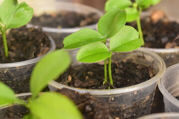 Mudas de tangerina em crescimento, pequenos pés de bergamota em cultivo inicial