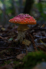 Fly agaric mushroom (Amanita muscaria) growing on a forest floor. It's one of the most recognisable fungi in the world.