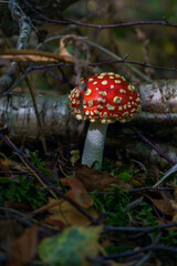 Fly agaric mushroom (Amanita muscaria) growing on a forest floor. It's one of the most recognisable fungi in the world.