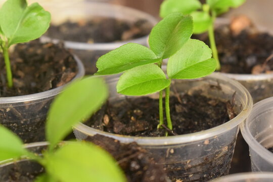 Mudas de tangerina em crescimento, pequenos p&eacute;s de bergamota em cultivo inicial