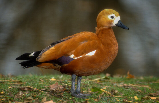 Tadorne casarca,Tadorna ferruginea, Ruddy Shelduck
