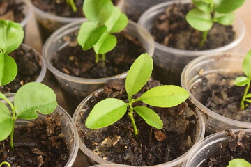 Cultivo de mudas de tangerineiras, pequenas plantas de tangerina em crescimento em pequenos vasos