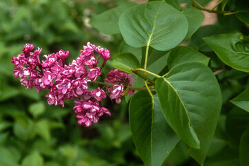 Obraz premium Lilas commun, Lilas français, Lilas d'Europe, Syringa vulgaris