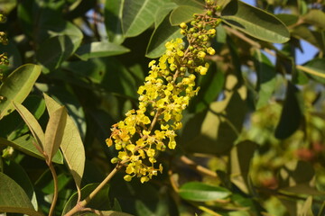 Desabrochar das flores amarelas da &aacute;rvore de Murici, galho amarelo florescido