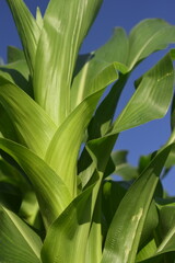 Tronco de pé de milho orgânico e céu azul, crescimento do caule da planta em milharal