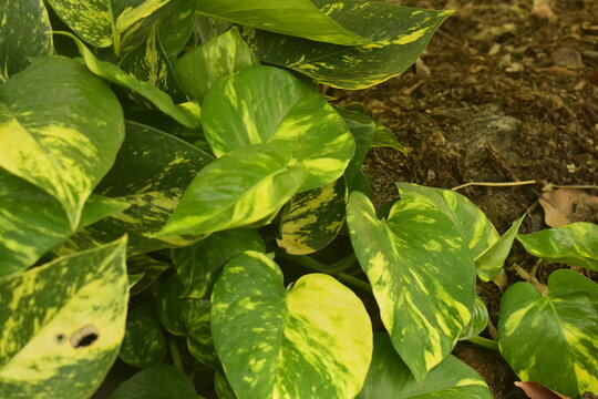 Planta trepadeira - jib&oacute;ia - verde com amarelo crescendo em solo f&eacute;rtil marrom 