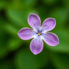 Beautiful Purple Flower Closeup.