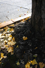 日本、東京都、ハート形のイチョウの葉