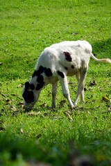 The adorable black and white calves graze peacefully in a bright green pasture on a sunny day. The image represents healthy, free-range livestock and a simple farm life.