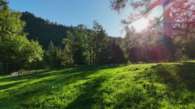 beautiful green meadows, grass and trees in the foothills of the Tatra Mountains early in the morning on a clear sunny day