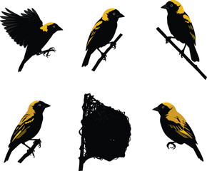 Set of weaver bird silhouette vector illustrations with yellow highlights, perched, flying and nesting on branches and woven nest design.