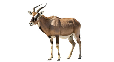 Fototapeta premium Addax with transparent png background