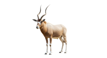 Addax  with transparent png  background
