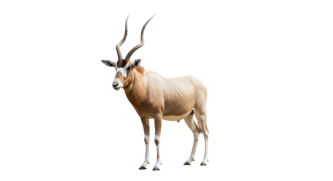 Addax  with transparent png  background