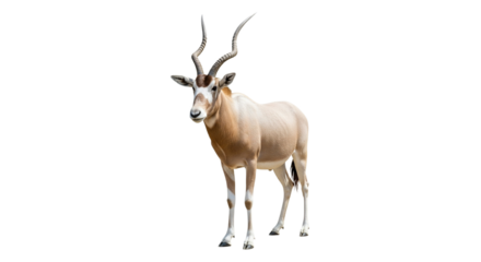 Addax  with transparent png  background