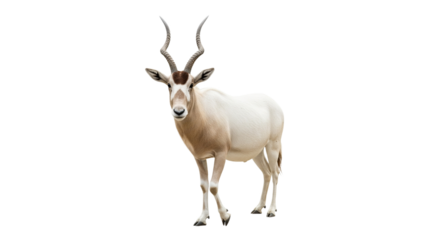 Addax  with transparent png  background
