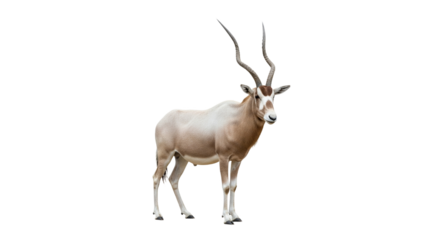 Addax  with transparent png  background
