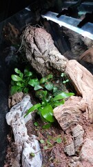 Vertical close-up of a cork bark column rising over a cluster of red-veined fittonia and other tropical plants inside a glass vivarium.