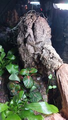 Close-up of a freshly set terrarium featuring natural cork bark tubes, driftwood, moist substrate, and scattered water droplets on the glass, creating realistic hideouts for reptiles or invertebrates.